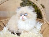 Nadi̇r Bulunan Ragdoll Yavrumuz