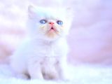 A Sinifi İran Persian