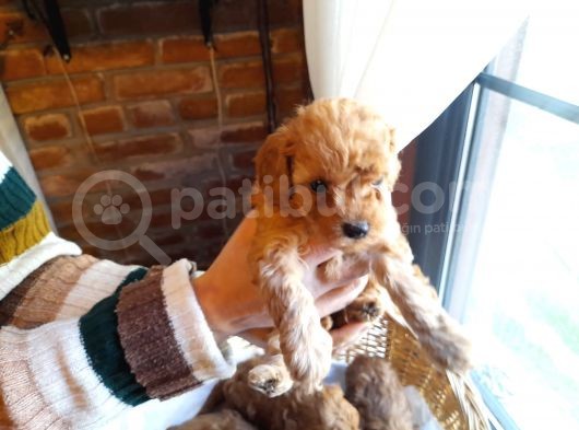 Yeşi̇l Gözlü Red Brown Toy Poodle Yavru görsel