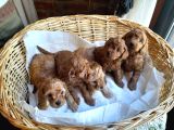 Yeşi̇l Gözlü Red Brown Toy Poodle Yavru