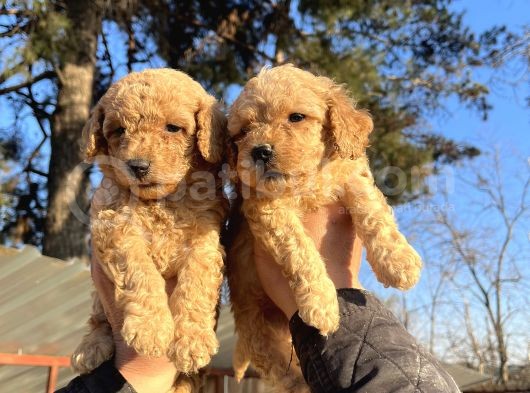 Toy Poodle Mükemmel Bebekler görsel