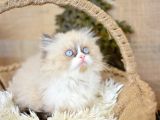 Nadi̇r Bulunan Ragdoll Yavrumuz