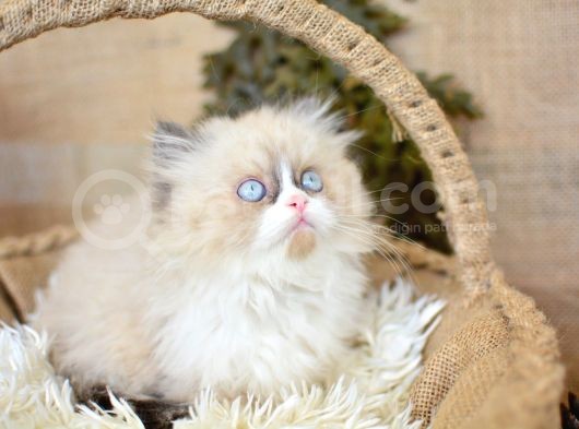 Nadi̇r Bulunan Ragdoll Yavrumuz görsel