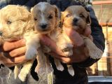 Irk Garantili Dizayn Maltipoo Bebekler