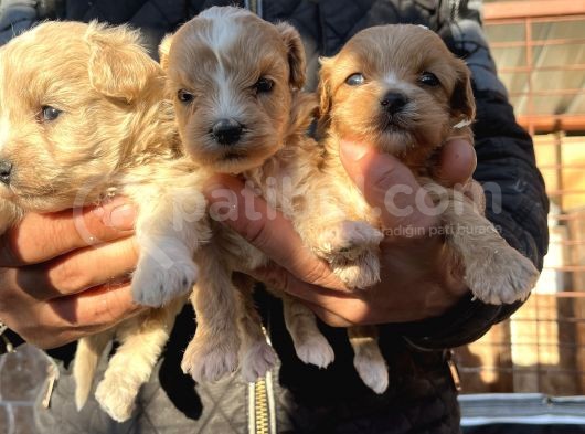 Irk Garantili Dizayn Maltipoo Bebekler görsel