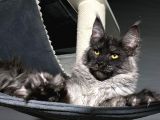Maine Coon Black-Smoke Dişi 5 Aylık