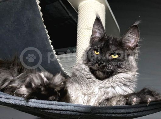 Maine Coon Black-Smoke Dişi 5 Aylık görsel