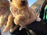 Irk Garantili Dizayn Maltipoo Bebekler