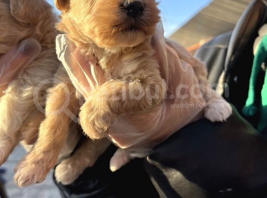Irk Garantili Dizayn Maltipoo Bebekler görsel