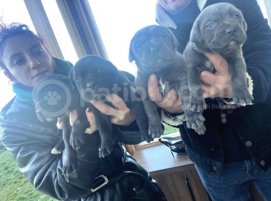 Dev Anne Babasan Corso Bebekler görsel
