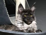 maine coon Black-Smoke Dişi 5 Aylık