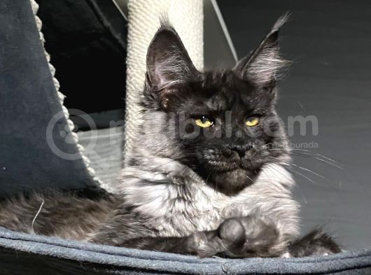 Maine Coon Black-Smoke Dişi 5 Aylık