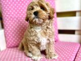 Kg Garanti̇li̇ Malti̇poo Yavrulari