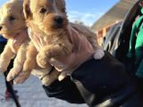 Irk Garantili Dizayn Maltipoo Bebekler