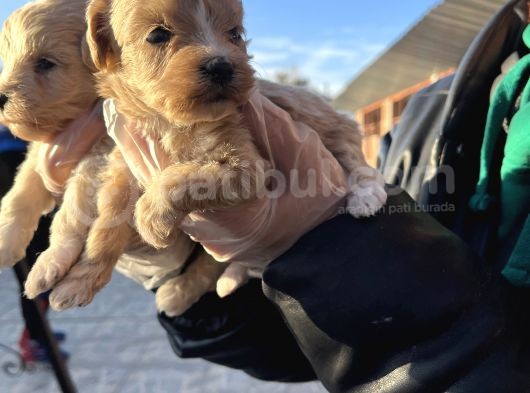 Irk Garantili Dizayn Maltipoo Bebekler görsel