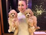 DÜNYALAR GÜZELİ MALTİPOO YAVRULAR