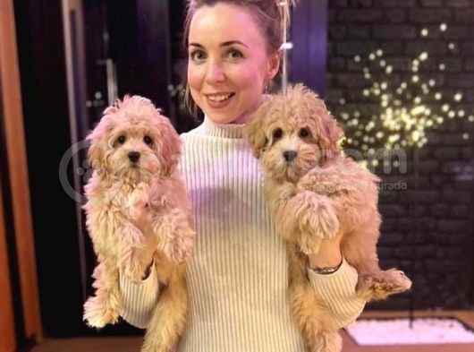 Dünyalar Güzeli̇ Malti̇poo Yavrular