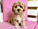 Kg Garanti̇li̇ Malti̇poo Yavrulari