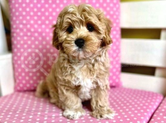 Kg Garanti̇li̇ Malti̇poo Yavrulari görsel