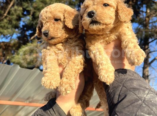 Toy Poodle Mükemmel Bebekler görsel