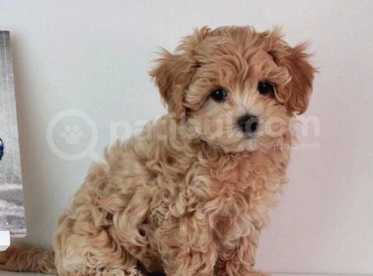 Kali̇teli̇ Malti̇poo Yavrulari