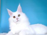 Mainecoon Xl “White “ Female