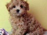 Kali̇teli̇ Malti̇poo Yavrulari