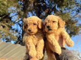Toy Poodle Mükemmel Bebekler