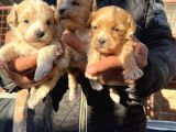 Irk Garantili Dizayn Maltipoo Bebekler