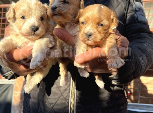 Irk Garantili Dizayn Maltipoo Bebekler görsel