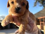 Irk Garantili Dizayn Maltipoo Bebekler
