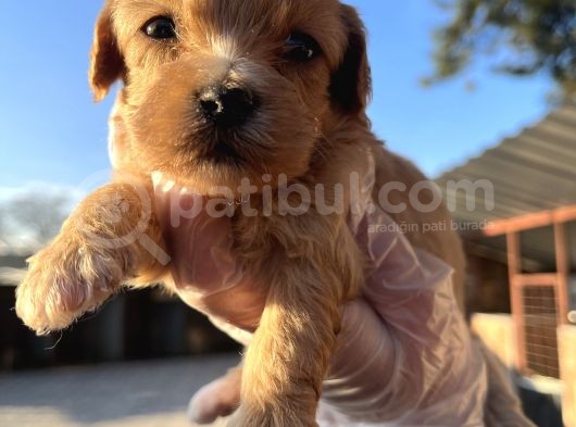 Irk Garantili Dizayn Maltipoo Bebekler görsel