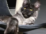 Maine Coon Black-Smoke Dişi 5 Aylık