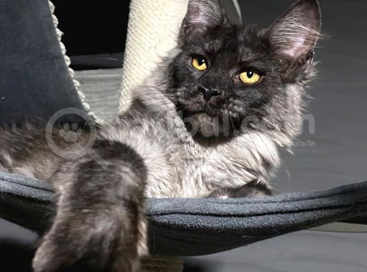 Maine Coon Black-Smoke Dişi 5 Aylık görsel