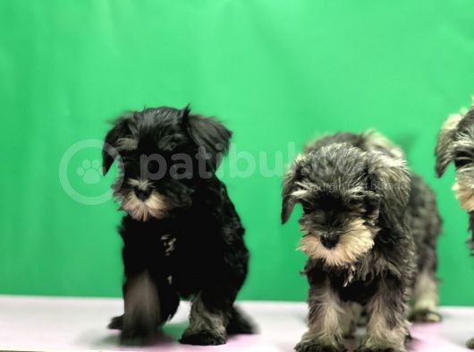 Tek Resmî Üreti̇ci̇den Mi̇nyatür Schnauzer Yavrular görsel