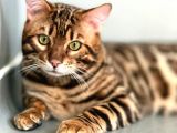 Bengal Cat “Show Class” Male