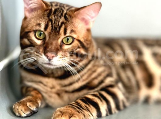 Bengal Cat “Show Class” Male görsel