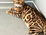 Bengal Cat “Show Class” Male