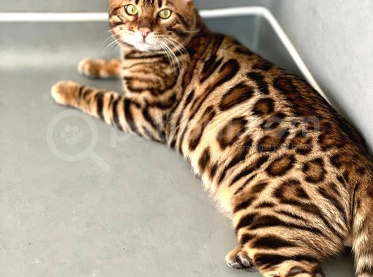 Bengal Cat “Show Class” Male görsel