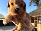 Irk Garantili Dizayn Maltipoo Bebekler