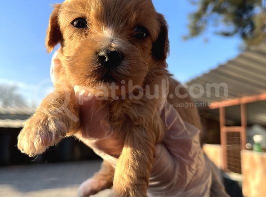 Irk Garantili Dizayn Maltipoo Bebekler görsel