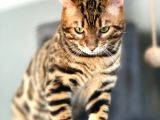 Bengal Cat “Show Class” Male