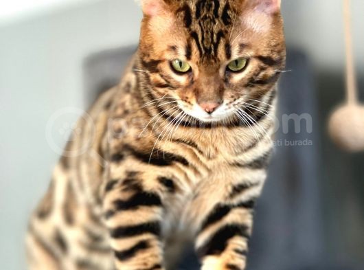Bengal Cat “Show Class” Male görsel