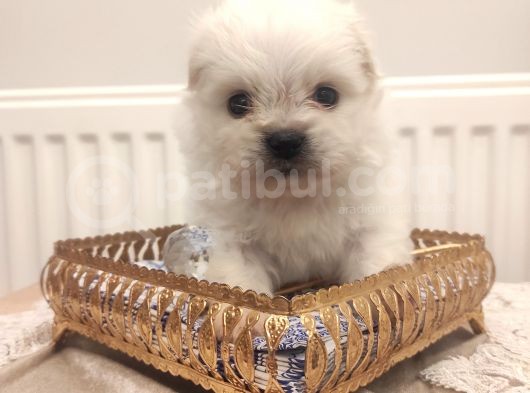 Show A Kalite Teacup Maltese görsel