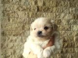 Show A Kalite Teacup Maltese