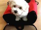Uygun Fiyat, İstanbul'Da Elden Teslim Maltipoo Yavrumuz