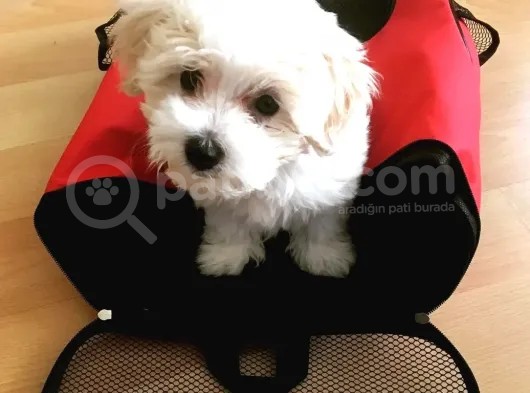 Uygun Fiyat, İstanbul'Da Elden Teslim Maltipoo Yavrumuz görsel