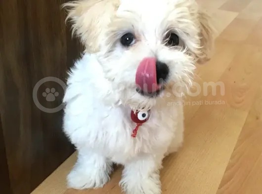 Uygun Fiyat, İstanbul'Da Elden Teslim Maltipoo Yavrumuz