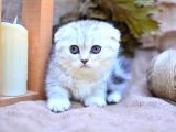 Gümüş Çi̇zgi̇li̇ Scottish Fold