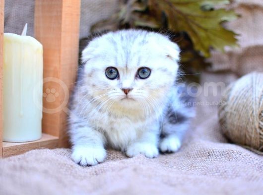 Gümüş Çi̇zgi̇li̇ Scottish Fold görsel